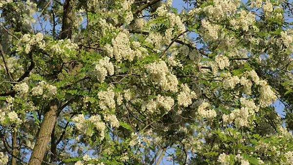 496225 - Black locust (Robinia pseudoacacia)