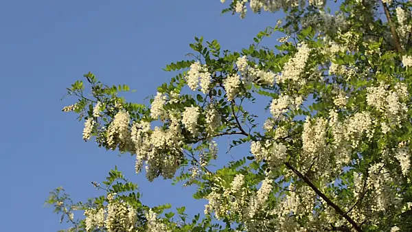 496226 - Black locust (Robinia pseudoacacia)