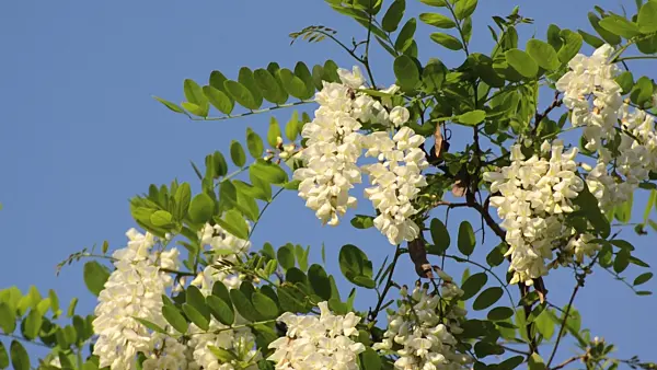 496227 - Black locust (Robinia pseudoacacia)
