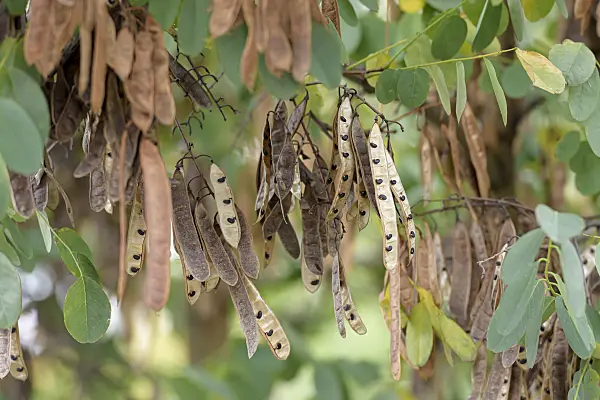 607192 - Black locust (Robinia pseudoacacia)