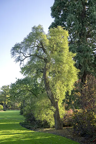 616321 - Black locust (Robinia pseudoacacia 'Myrtifolia')