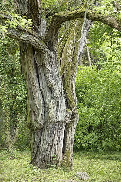 607190 - Black locust (Robinia pseudoacacia 'Tortuosa')