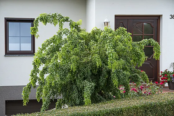 616325 - Black locust (Robinia pseudoacacia 'Twisty Baby')