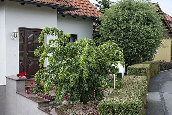 616326 - Black locust (Robinia pseudoacacia 'Twisty Baby')