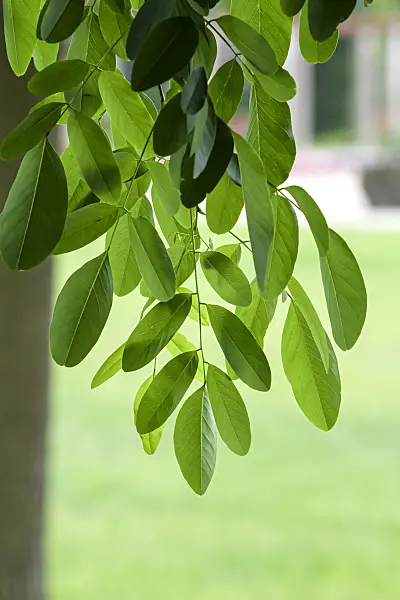 607191 - Black locust (Robinia pseudoacacia 'Unifoliola')