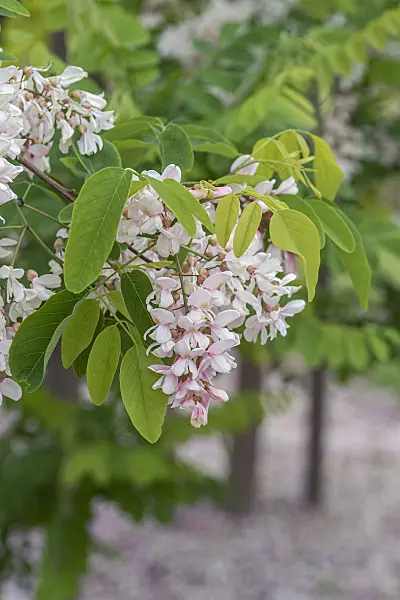 616324 - Black locust (Robinia pseudoacacia 'Unifoliola')