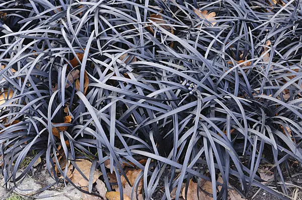 467045 - Black mondo (Ophiopogon planiscapus 'Nigrescens')