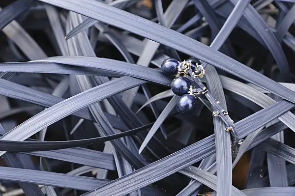 467046 - Black mondo (Ophiopogon planiscapus 'Nigrescens')