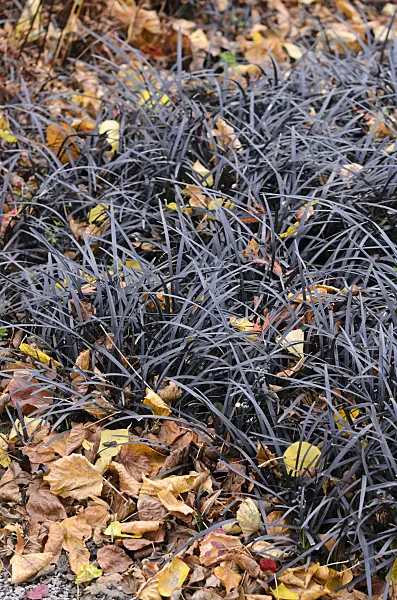 525335 - Black mondo (Ophiopogon planiscapus 'Nigrescens')
