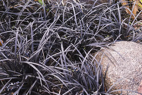 573113 - Black mondo (Ophiopogon planiscapus 'Nigrescens')