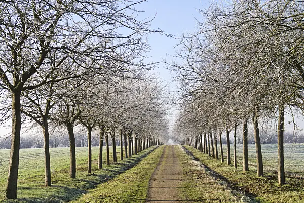 565028 - Black mulberry (Morus nigra) with hoar frost