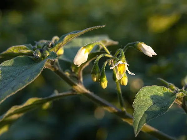 464065 - Black nightshade (Solanum nigrum)
