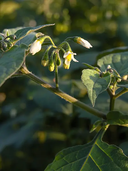 464066 - Black nightshade (Solanum nigrum)
