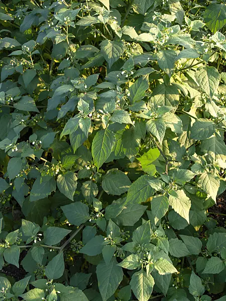 464067 - Black nightshade (Solanum nigrum)