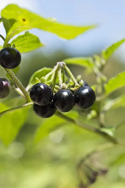 511115 - Black nightshade (Solanum nigrum)