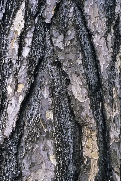 367002 - Black pine (Pinus nigra)
