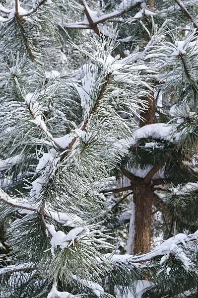 491035 - Black pine (Pinus nigra)