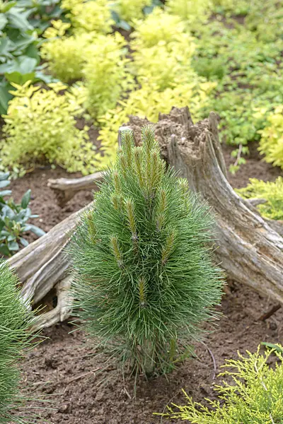 558184 - Black pine (Pinus nigra 'Green Tower')