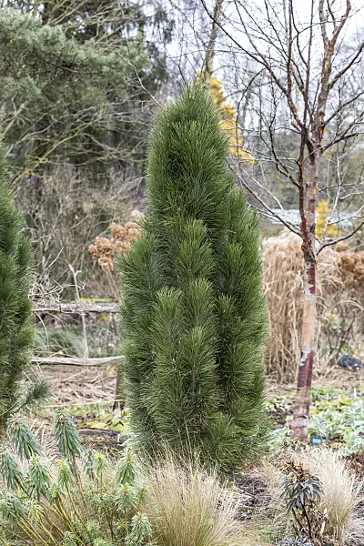 625315 - Black pine (Pinus nigra 'Green Tower')