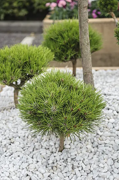 535419 - Black pine (Pinus nigra 'Marie Brégeon')