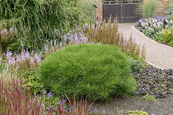 575192 - Black pine (Pinus nigra 'Pierrick Brégeon')