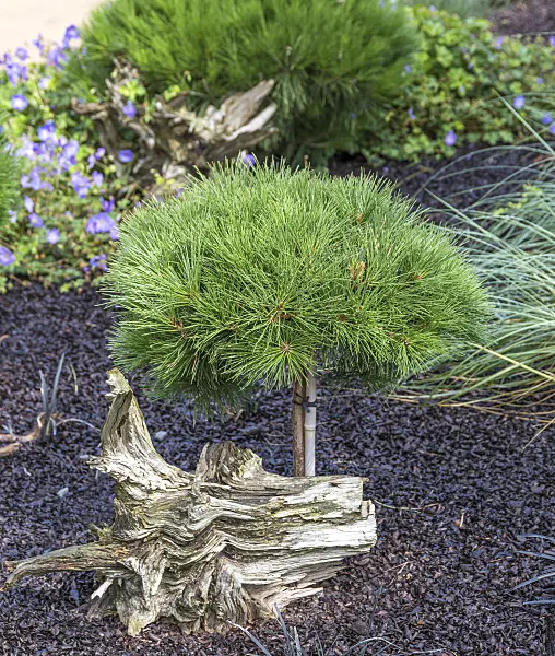 625316 - Black pine (Pinus nigra 'Pierrick Brégeon')