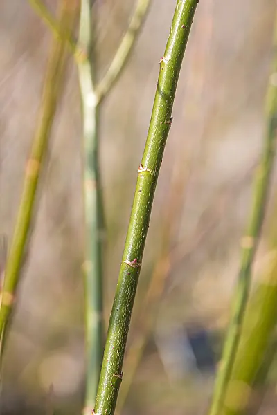 625372 - Black pussy willow (Salix gracilistyla 'Melanostachys')