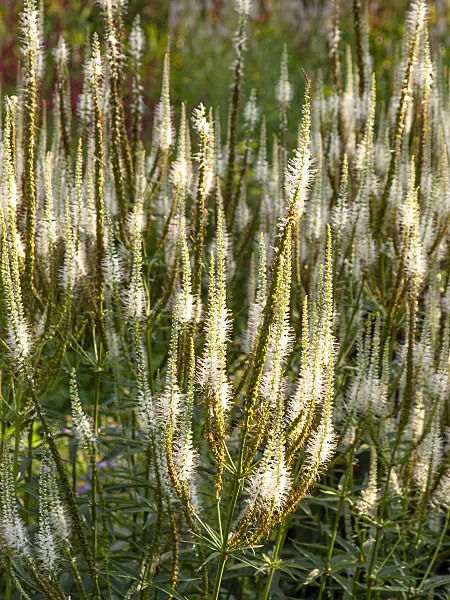 440253 - Black root (Veronicastrum virginicum 'Alboroseum' syn. Veronica virginica 'Alboroseum')