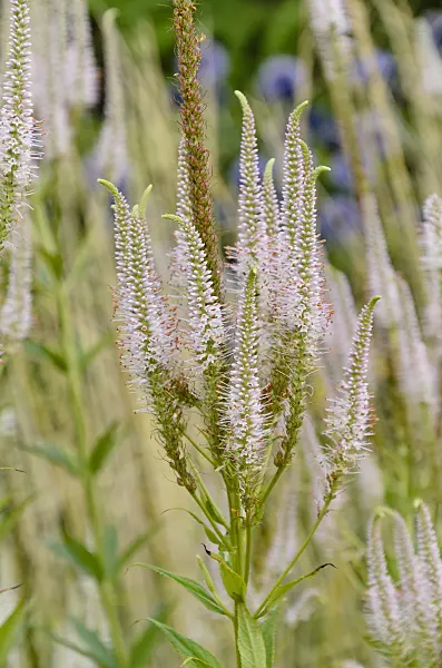 498283 - Black root (Veronicastrum virginicum 'Alboroseum' syn. Veronica virginica 'Alboroseum')