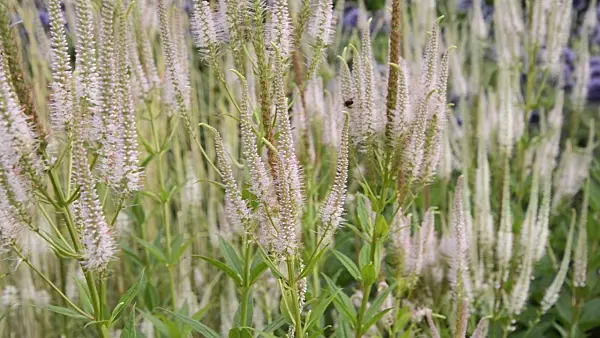 498289 - Black root (Veronicastrum virginicum 'Alboroseum' syn. Veronica virginica 'Alboroseum')