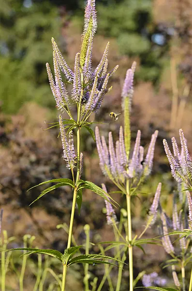 498113 - Black root (Veronicastrum virginicum 'Apollo' syn. Veronica virginica 'Apollo')