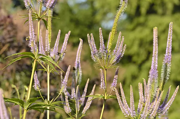 498114 - Black root (Veronicastrum virginicum 'Apollo' syn. Veronica virginica 'Apollo')