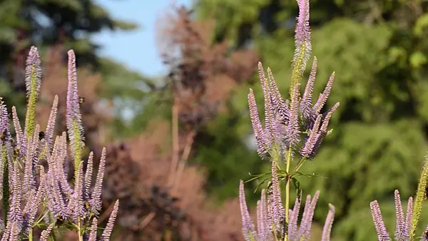 498123 - Black root (Veronicastrum virginicum 'Apollo' syn. Veronica virginica 'Apollo')