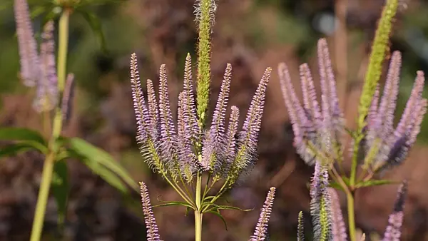 498126 - Black root (Veronicastrum virginicum 'Apollo' syn. Veronica virginica 'Apollo') and bumble bees (Bombus)