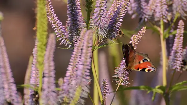 498124 - Black root (Veronicastrum virginicum 'Apollo' syn. Veronica virginica 'Apollo') and peacock butterfly (Inachis io)