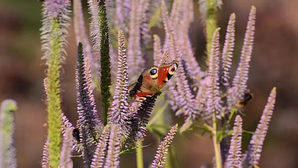 498122 - Black root (Veronicastrum virginicum 'Apollo' syn. Veronica virginica 'Apollo'), peacock butterfly (Inachis io) and bumble bees (Bombus)