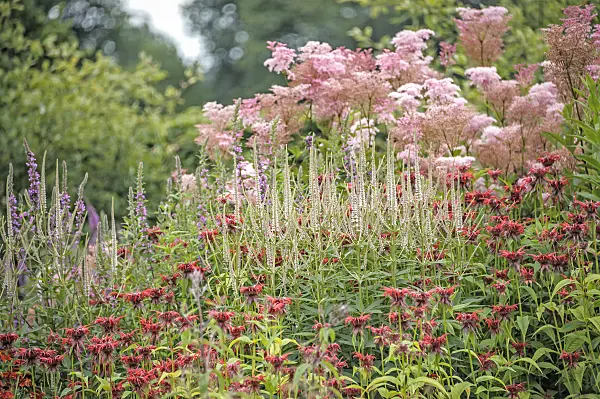 535436 - Black root (Veronicastrum virginicum 'Diana' syn. Veronica virginica 'Diana'), scarlet bee balm (Monarda didyma 'Squaw') and queen of the prairie (Filipendula rubra 'Venusta')