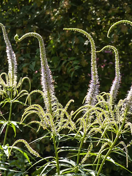 439007 - Black root (Veronicastrum virginicum 'Lavendelturm' syn. Veronica virginica 'Lavendelturm')