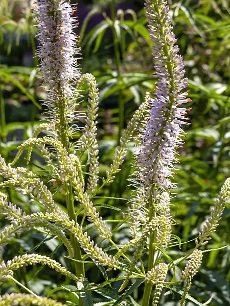 439008 - Black root (Veronicastrum virginicum 'Lavendelturm' syn. Veronica virginica 'Lavendelturm')