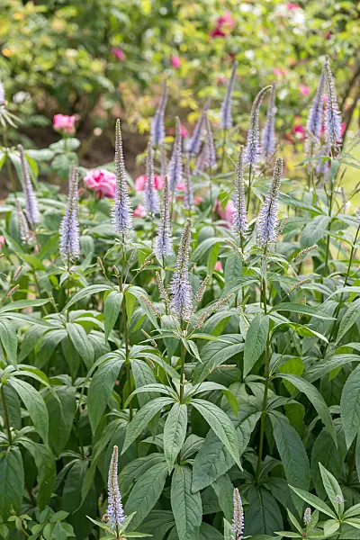 664472 - Black root (Veronicastrum virginicum 'Lavendelturm' syn. Veronica virginica 'Lavendelturm')