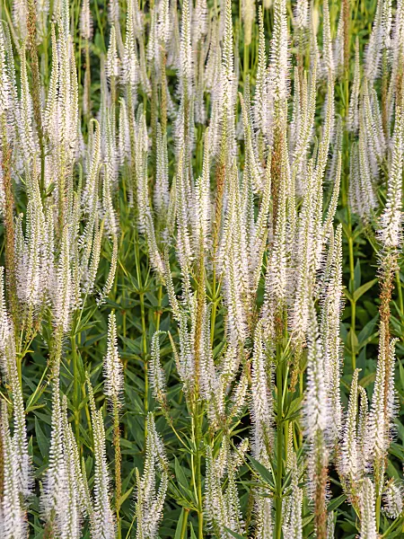 450070 - Black root (Veronicastrum virginicum syn. Veronica virginica)