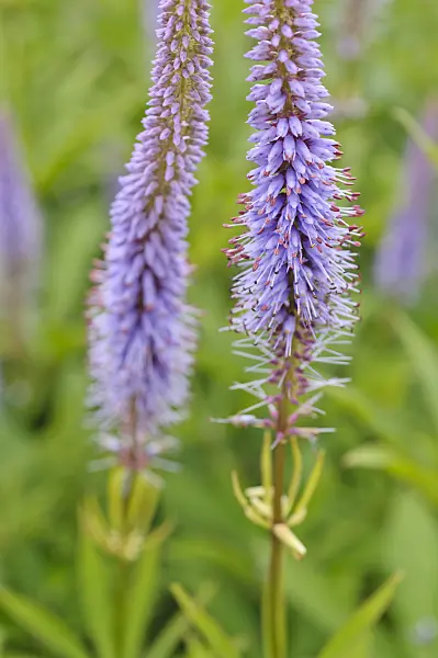 473179 - Black root (Veronicastrum virginicum syn. Veronica virginica)