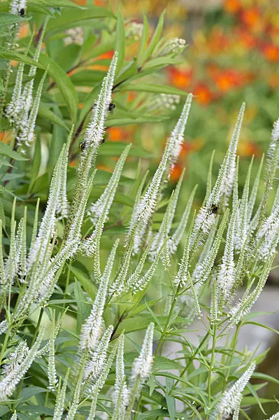 486147 - Black root (Veronicastrum virginicum syn. Veronica virginica)