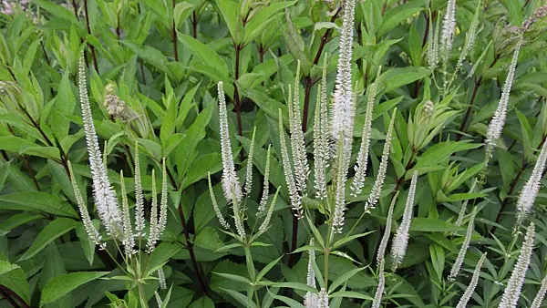 498035 - Black root (Veronicastrum virginicum syn. Veronica virginica)