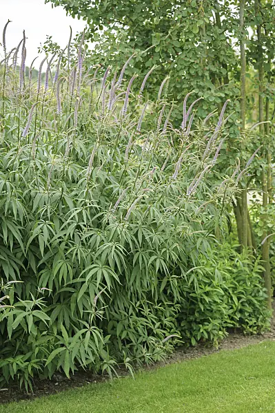 547311 - Black root (Veronicastrum virginicum syn. Veronica virginica)
