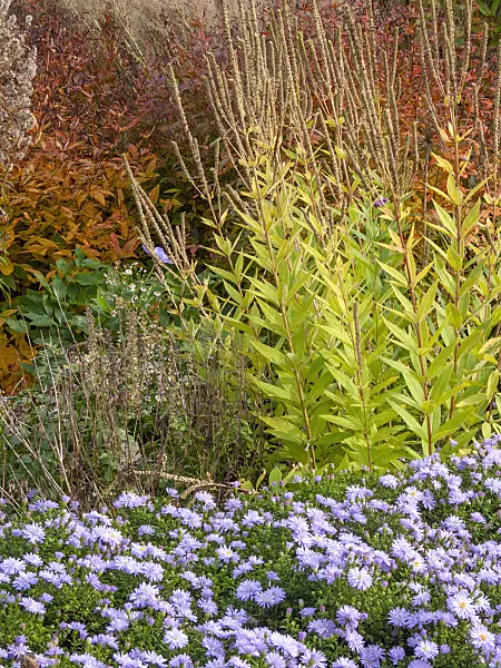 418030 - Black root (Veronicastrum virginicum syn. Veronica virginica) and aster (Aster)