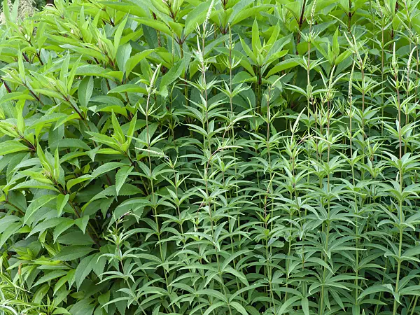 461109 - Black root (Veronicastrum virginicum syn. Veronica virginica) and sweet Joe-Pye weed (Eupatorium maculatum 'Glutball' syn. Eutrochium maculatum 'Glutball')