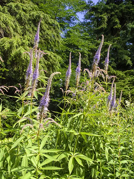 439012 - Black root (Veronicastrum virginicum 'Temptation' syn. Veronica virginica 'Temptation')