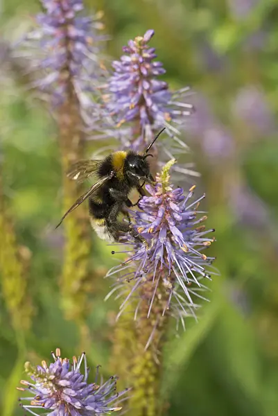 608100 - Black root (Veronicastrum virginicum 'Temptation' syn. Veronica virginica 'Temptation') and bumble bee (Bombus)