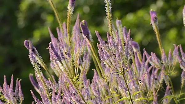 498158 - Black root (Veronicastrum virginicum 'Temptation' syn. Veronica virginica 'Temptation') and bumble bees (Bombus)
